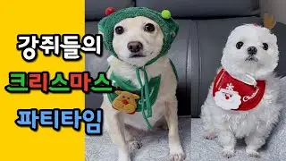 강아지들과 보내는 크리스마스🎄케이크 앞에서 멈춘 시간🎂