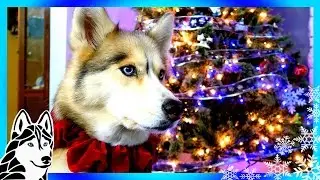 CHRISTMAS AND CHILL | Husky Christmas Tree 2016