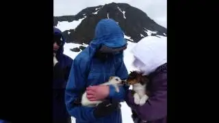 Copter and Mushing HD 1080p