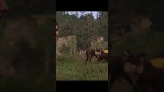 Nie rozbierajcie się  #viral #funny  #shorts #kdc #kingdomcomedeliverance