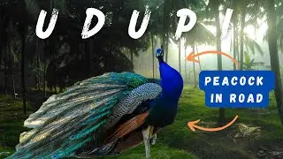 Saw a Peacock 🦚 in the middle of road in Udupi | 500 subs special 🙌🏽