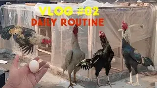 My 2nd voice less vlog | Aseel roosters | Daily Routine @Aseelworld95  #vlog #aseelmurga 