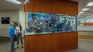 Anaheim Ducks Office Aquarium Build - 1300 gallon Artificial Coral Reef Aquarium