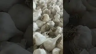 22/05/2025#lahasun#local Garlic#contact#8293495544#shorts