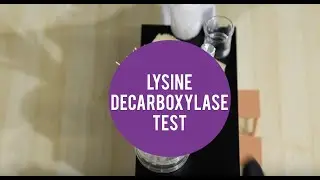 MicroLab - Lysine Decarboxylase Test