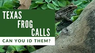 North Texas Frog Calls - Can You ID These?