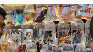 Kolkata Galiff Strit Aquarium Fish Market. কলকাতার রঙিন মাছের বাজার ঘুরে দেখলাম ও দাম জানলাম।