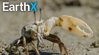 CRAB SHOWDOWN | Nature's Ultimate Survivors with The Blowfish | EarthX