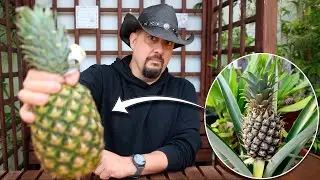 Hagamos una planta de pi&ntilde;a Juntos!!!