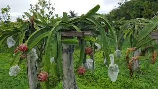 ESSA PITAYA &Eacute; AUTO F&Eacute;RTIL  E MUITO PRODUTIVA