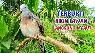 Perkutut Lokal Gacor Suara Besar Pancingan Burung Perkutut Agar Cepat Bunyi.