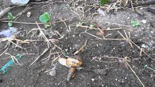 Brown Garden Snail Being Eaten By Decollate Snails