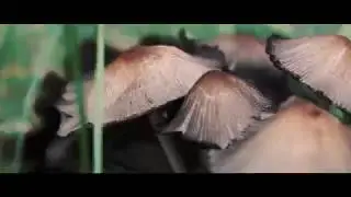 Wie is wie? - Bart Koenen