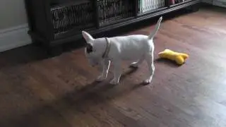 Mini Bull Terrier Puppie  doesn't like her new collar !