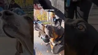 We met two super cute #basset Hounds out for a walk in the park! #dog