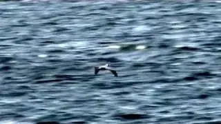 DEL VIENTO SOY (2).AVI