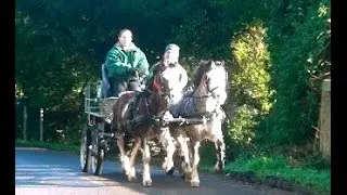 Training scurry driving pair Spud and Millie on the roads.