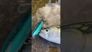 La resa #spinning #fishing #serra #spinningfishing #fishinglure #pesceserra #topwater #bluefish