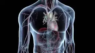 How to medication absorption in the human body 