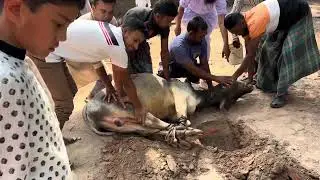 slaughthering