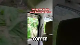 The Weirdest Coffee Tradition in Bali