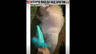 тотальная победа над врагом (&acute;・(oo)・｀)