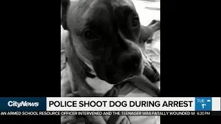 Peel police shoot dog during arrest