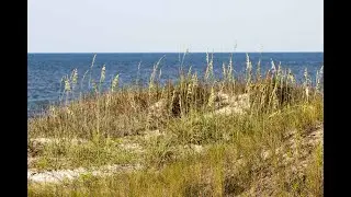 Saving Bird Island - Lauren Kolodij