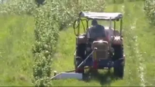 Oprysk herbicydów w porzeczkach