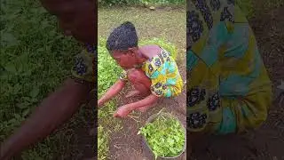 How to Cut Waterleaves | Dangha Esikpighe Mmong Mmong Ikang | Ibibio Language