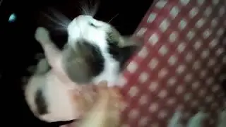 Pegándole a otro gato qlo xd LEER DESCRIPCIÓN