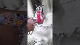 Gun + Foamlance High Pressure Washer AR13