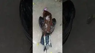 sudden death #myrooster #kollapempakam #nanifarms