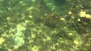 Calayan Islands Snorkeling - Schadow1 Expeditions