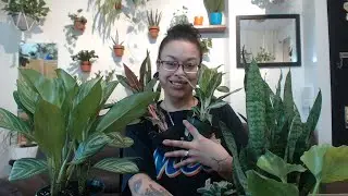 Hirt's Gardens Plant Haul 2020