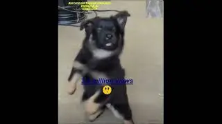 viral dancing dog#rspca  #dogs