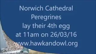 Hawk and Owl Trust Urban Peregrines Project Norwich Cathedral