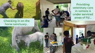 Your Donations at Work - Animals Fiji