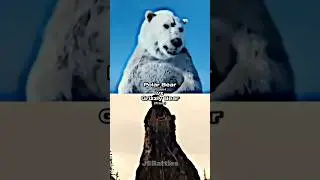 Polar Bear vs Grizzly Bear
