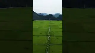 Beautiful RICE FIELDS in Ninh Binh! #drone #droneshots  #vietnam #dronevideo #drones #dronefootage