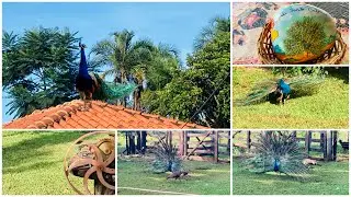 #tour Visitei um criatório de pavão no ar livre #minasgerais #dicas #fazenda #avesexoticas