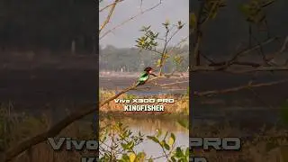 Vivo X300 Pro &times; Kingfisher
