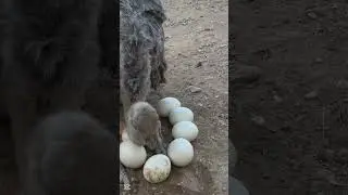 Ostriches: The Truth Behind the Sand Myth!#OstrichFacts #BirdMyths #NatureTruth #wildlife