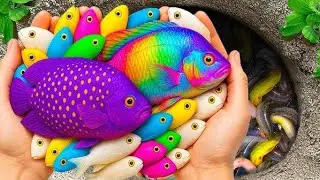 Catch beautiful fish। Catching fish।Mini fish baby।Mini turtle for baby।Mini magnetic Fish challange