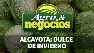 Alcayota: Dulce de invierno