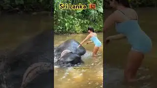 Sri Lanka 🇱🇰 Elephants 🐘 #trending #srilanka #travel #wildelephants #kandytoella #yalanationalpark