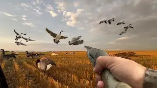 North Dakota Dry Field Goose Hunting | 7 Day Full Film