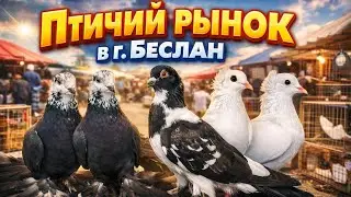 🕊️👍Почему там много хороших голубей? 25.01.26 Беслан птичий рынок! 🕊️🔥#голуби 