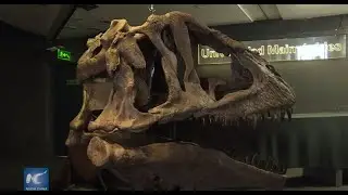 Presentan en Argentina dinosaurio carn&iacute;voro de mayor tama&ntilde;o