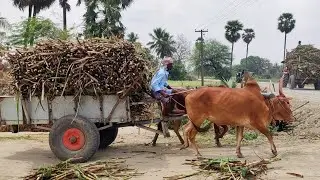 young Bullock Cart Mud Stuck in Heavy Loaded sugarcane // Indian Bullock Cart